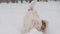 Adorable jack russell dog playing in snow. Winter time fun. slow motion video. Vercion 3