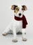 Adorable Jack Russell Retriever puppy wearing a Christmas scarf