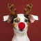 Adorable Jack Russell Retriever wearing a Reindeer antler headband