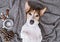 Adorable jack russell terrier lying on blanket with cup of coffee and treats