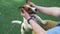 Adorable Jack Russell Terrier in the owner\'s hands.