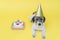 Adorable Jack Russell Terrier pet with a festive hat having a b-day party. Dog with paw print birthday cake and birthday candle on