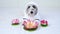 An adorable Jack Russell Terrier puppy in a white bathrobe and face mask next to lotus flower looks at the camera. The