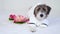 An adorable Jack Russell Terrier puppy in a white bathrobe lies next to lotus flower looks at the camera. The concept of