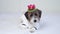 An adorable Jack Russell Terrier puppy in a white bathrobe with a lotus flower on his head looks attentively at the