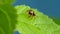Adorable Jumping Spider Walking And Looking Curious on Green Leaf