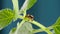 Adorable Jumping Spider Walking And Looking Curious on Green Leaf