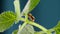 Adorable Jumping Spider Walking And Looking Curious on Green Leaf