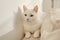 Adorable khao manee cat. Fluffy pet