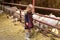 adorable kid standing  in barn and looking at goats