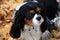 Adorable King Charles Spaniel on leash,playing in Fall leaves