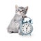 Adorable kitten with alarm clock