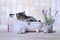 Adorable Kitten in A Bathtub Relaxing