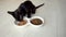 Adorable kitten eating cats food from a bowl