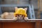 Adorable Kitten Explores Construction World, Dons Tiny Builder Gear For Safety