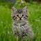 Adorable kitten gazes curiously at camera in outdoor setting