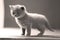 Adorable kitten, isolated portrait, backlight