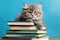 Adorable kitten lying on the pile of books on blue background.AI generated