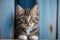 Adorable Kitten Playfully Peeking Over Blue Wooden Background.