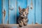 Adorable Kitten Playfully Peeking Over Blue Wooden Background.