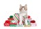 Adorable kitten popping out of Christmas presents, isolated