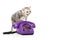 adorable kitten on purple rotary telephone on white