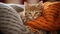 Adorable Kitten Resting Beneath Knitted Blanket On Sofa