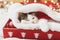 Adorable kitten sleeping in cozy santa hat in red box on background of ornaments and lights