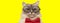 Adorable kitten wearing red bowtie and glasses