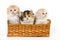 Adorable kittens in the basket