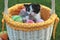 Adorable Kittens in a Holiday Easter Basket