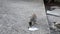 Adorable kittens looking for food in the yard - video with cats