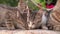 Adorable kittens near mom cat eat dry food poured down