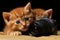 adorable kittens posing with modern photo camera lens