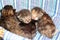 Adorable kittens six days old