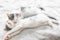 Adorable kittens sleeping on soft bed in morning light. Two cute white and grey kittens sleeping together on cozy blanket. Furry