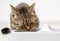 adorable kitty tabby cat eating dry food from bowl