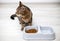 adorable kitty tabby cat eating dry food from bowl