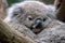 adorable koala baby, clinging to its mother's fur with its tiny paws
