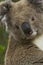 Adorable koala at Cape Otway, Australia