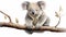 Adorable Koala Hanging on a Branch - Charming Wildlife Image with Cute Australian Marsupial on White Background.