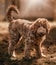 Adorable Labradoodle in the park at dreamy sunlight