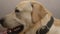 Adorable labrador closeup, friendly dog, healthy pet, pedigreed animal companion