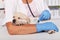 Adorable labrador puppy dog asleep during medical examination