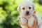 Adorable labrador puppy dog resting in woman palms