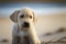 Adorable Labrador puppy sitting on sea shore