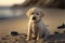 Adorable Labrador puppy sitting on sea shore