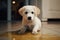 Adorable Labrador retriever puppy near poured liquid puddle