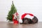 Adorable labrador retriever puppy posing for Christmas indoors