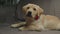 Adorable Labrador retriever puppy with red bow on neck laying on grey couch. Curious young dog looking around on sofa.